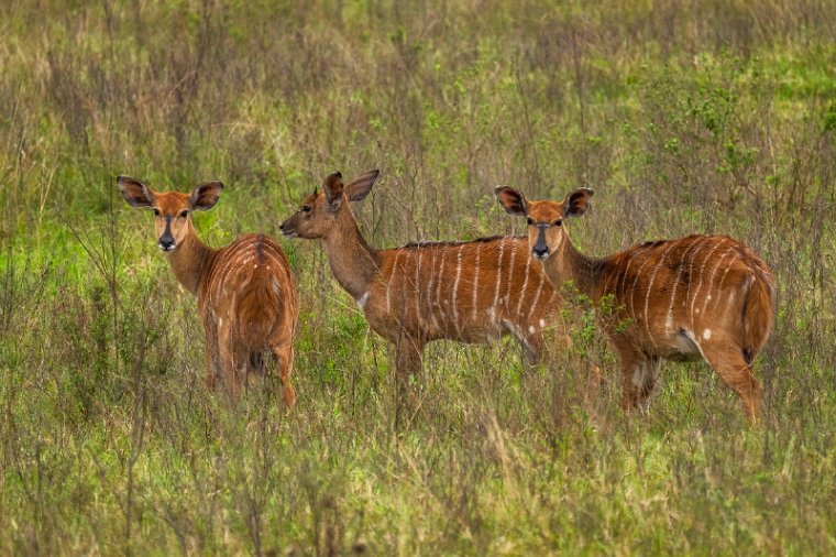 052 Tala Game Reserve, Zuid-Afrika.jpg